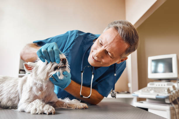 Best 24-Hour Emergency Dental Care in Dekal, IL